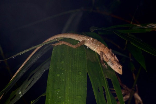 Oriental Garden Lizard (Calotes versicolor)