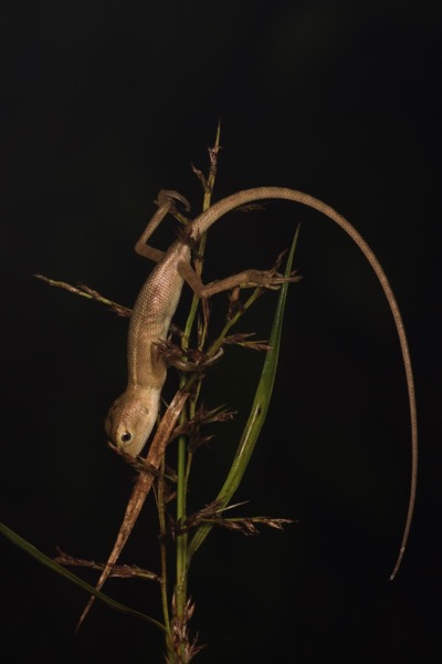 Oriental Garden Lizard (Calotes versicolor)