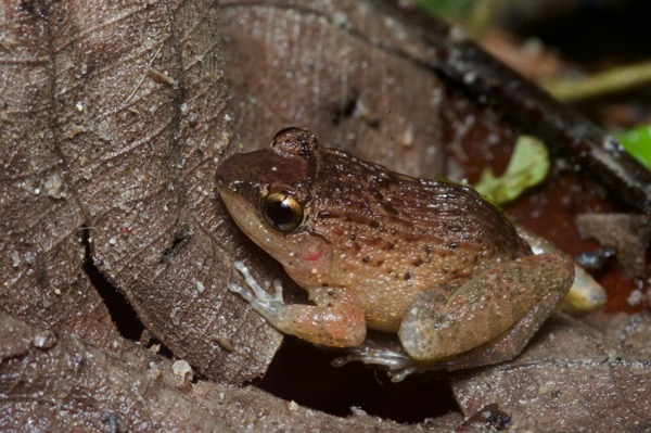 Rhinoceros Frog (Limnonectes plicatellus)