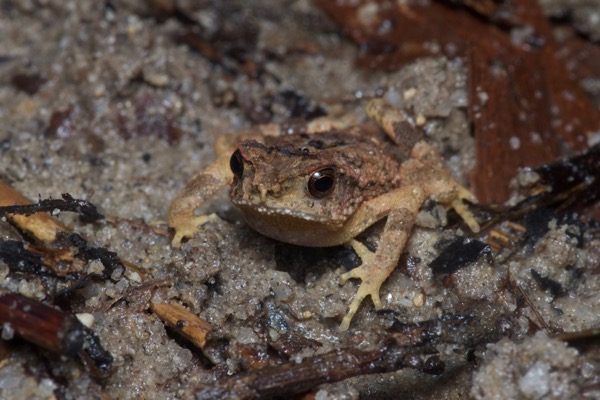 Lesser Stream Toad (Ingerophrynus parvus)