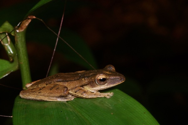 Four-lined Treefrog (Polypedates leucomystax)