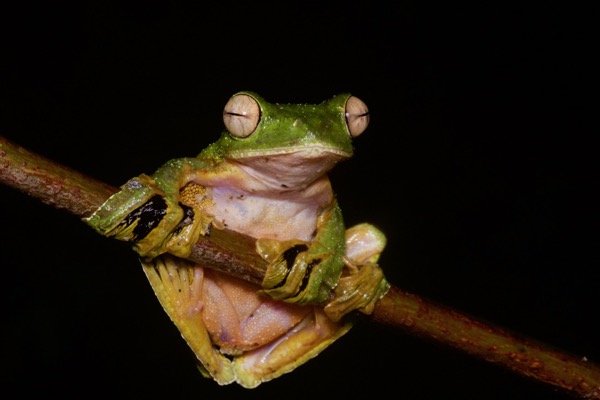 Wallace’s Flying Frog (Rhacophorus nigropalmatus)