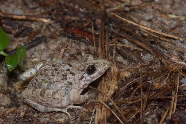 Asian Grass Frog (Fejervarya limnocharis)