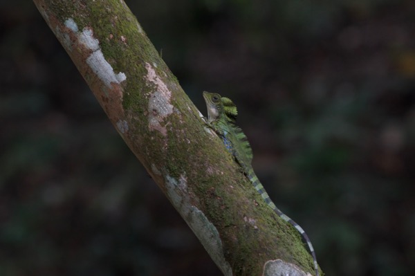 Great Angle-headed Lizard (Gonocephalus grandis)