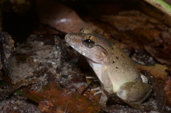 Malayan Giant Frog (Limnonectes blythii)