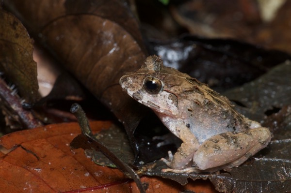 Malesian Frog (Limnonectes malesianus)