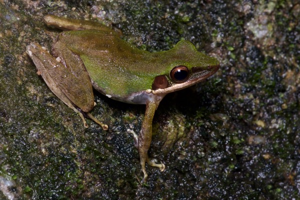 White-lipped Frog (Chalcorana labialis)