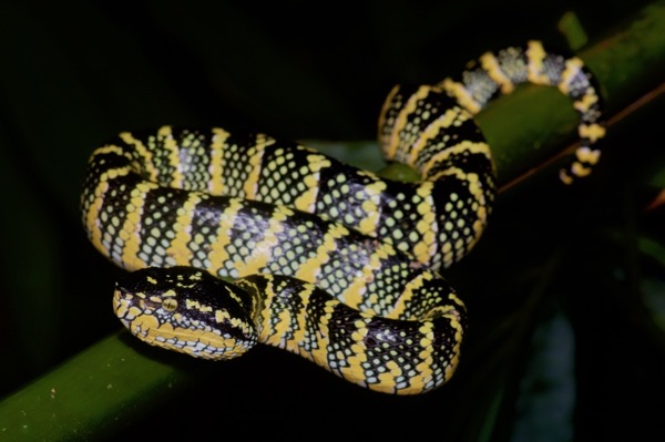 Wagler’s Pit Viper (Tropidolaemus wagleri)