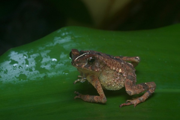 Gollum’s Toad (Ingerophrynus gollum)