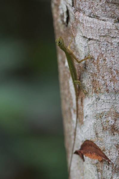 Common Gliding Lizard (Draco sumatranus)