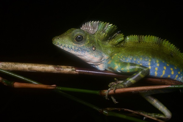 Great Angle-headed Lizard (Gonocephalus grandis)