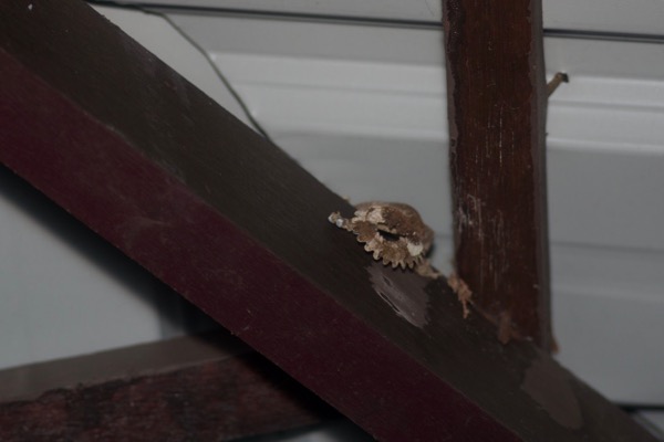 Kuhl’s Flying Gecko (Gekko kuhli)