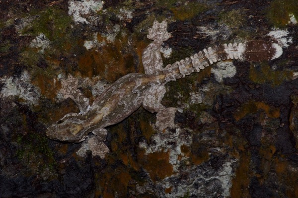 Kuhl’s Flying Gecko (Gekko kuhli)