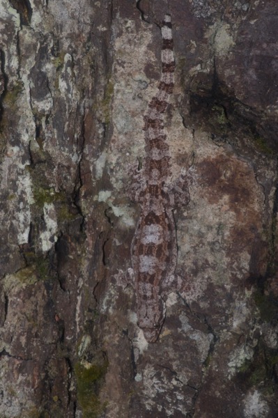 Frilled Gecko (Hemidactylus craspedotus)