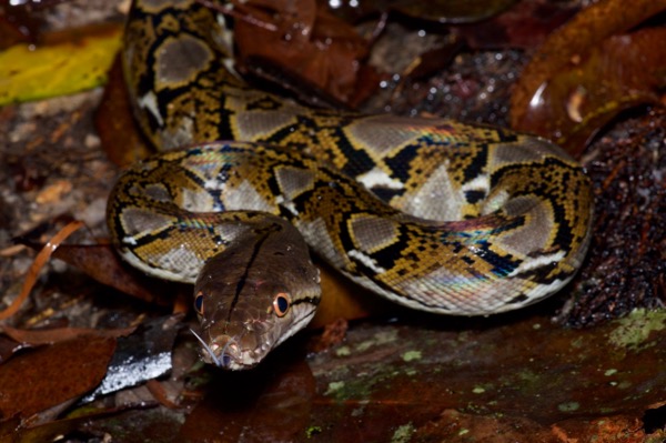 Reticulated Python (Malayopython reticulatus reticulatus)