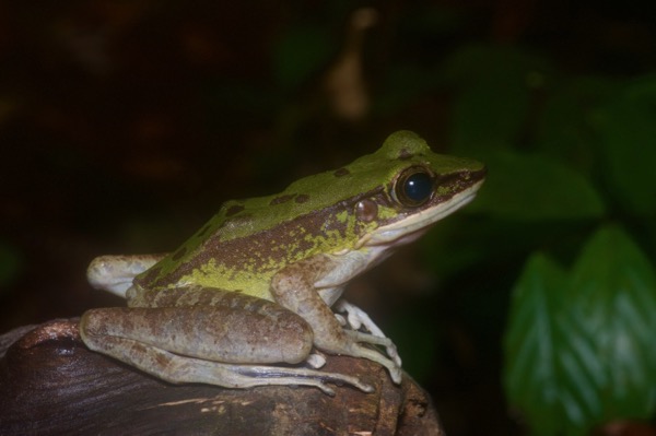 Poisonous Rock Frog (Odorrana hosii)