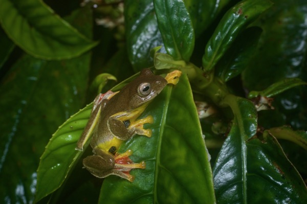 Twin-spotted Flying Frog (Rhacophorus bipunctatus)