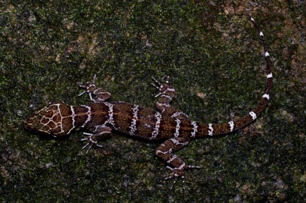 Peters’s Bent-toed Gecko (Cyrtodactylus consobrinus)