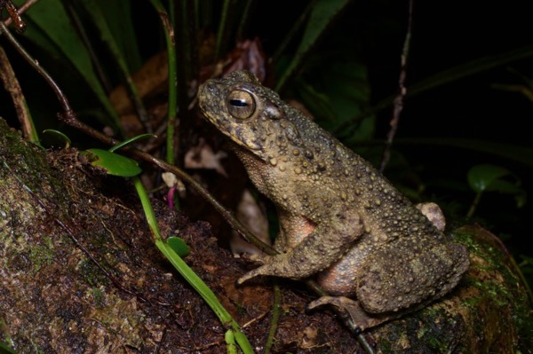 River Toad (Phrynoidis asper)