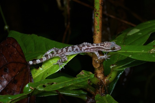 Four-striped Bent-toed Gecko (Cyrtodactylus quadrivirgatus)