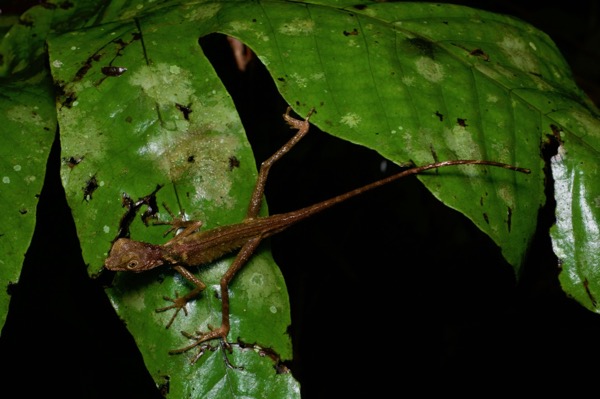 Dusky Earless Agama (Aphaniotis fusca)