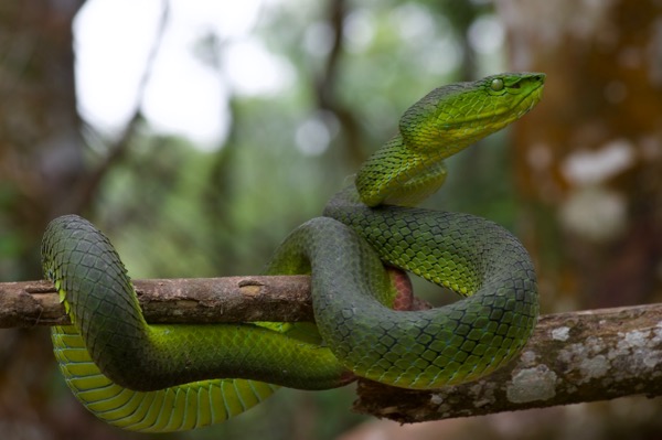 Cameron Highlands Pit Viper (Trimeresurus nebularis)