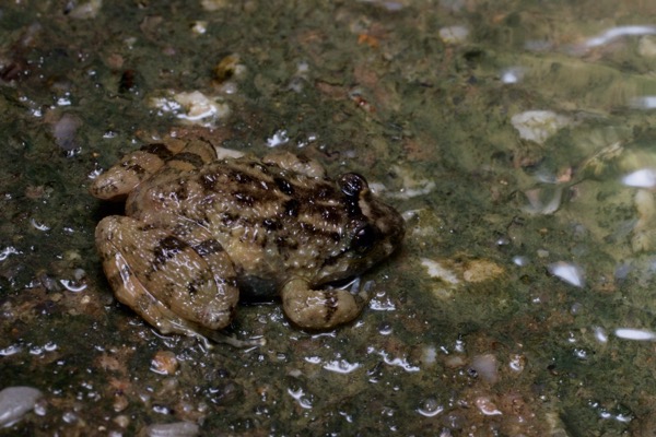 Corrugated Frog (Limnonectes deinodon)