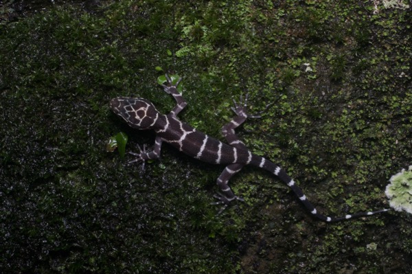 Peters’s Bent-toed Gecko (Cyrtodactylus consobrinus)