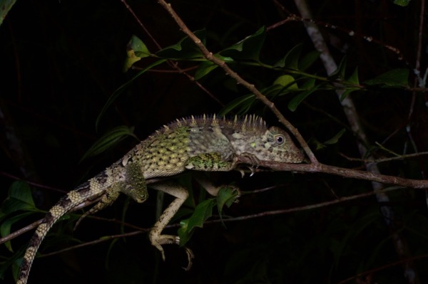 Bell’s Angle-headed Lizard (Gonocephalus bellii)