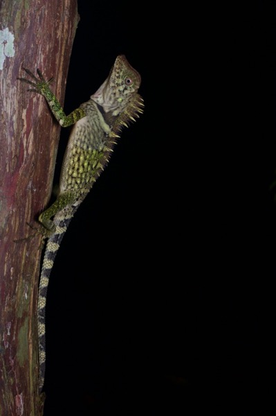 Bell’s Angle-headed Lizard (Gonocephalus bellii)