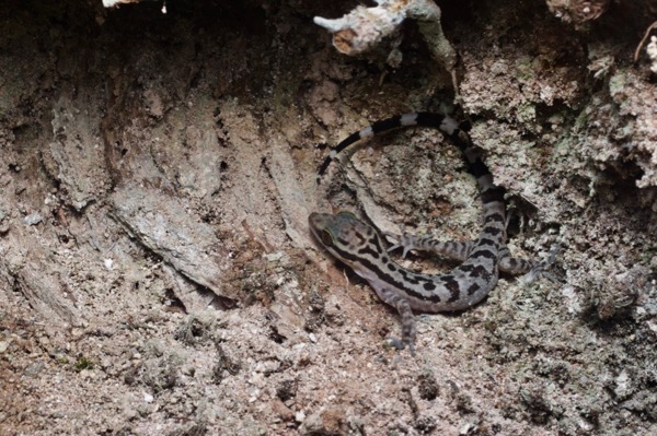 Four-striped Bent-toed Gecko (Cyrtodactylus quadrivirgatus)