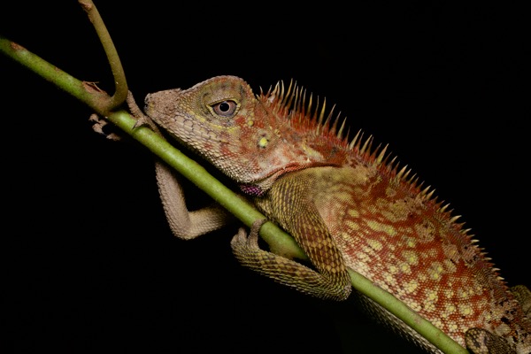 Bell’s Angle-headed Lizard (Gonocephalus bellii)