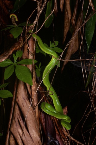 Siamese Peninsula Pit Viper (Trimeresurus sabahi fucatus)