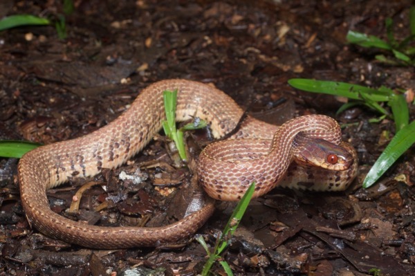 Vertebral Slug Snake (Asthenodipsas vertebralis)