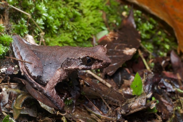 Slender-legged Horned Frog (Grillitschia longipes)