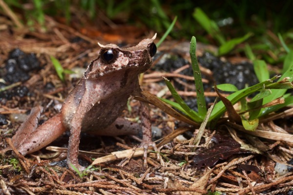 Slender-legged Horned Frog (Grillitschia longipes)