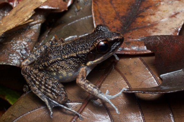 Banjaran Frog (Pulchrana banjarana)