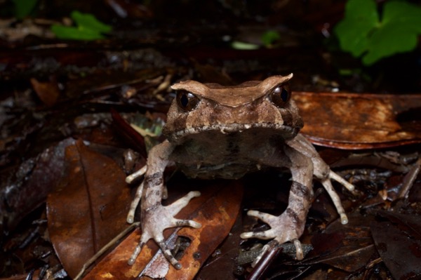 Perak Horned Frog (Grillitschia aceras)