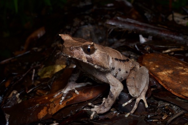 Perak Horned Frog (Grillitschia aceras)