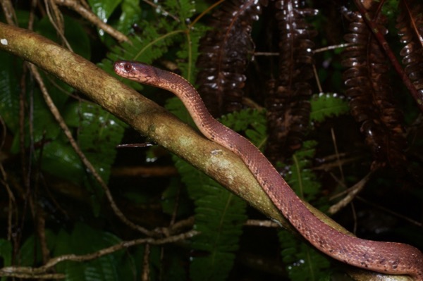 Vertebral Slug Snake (Asthenodipsas vertebralis)