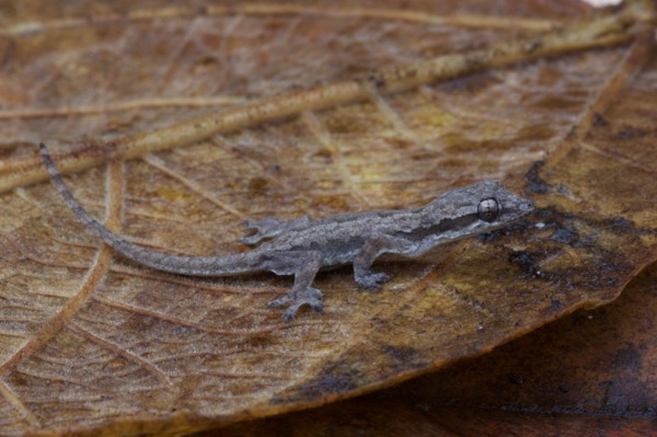 Asian Flat-tailed House Gecko (Hemidactylus platyurus)