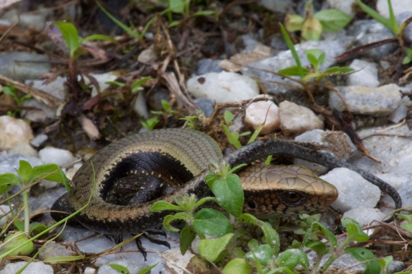 Common Sun Skink (Eutropis multifasciata)