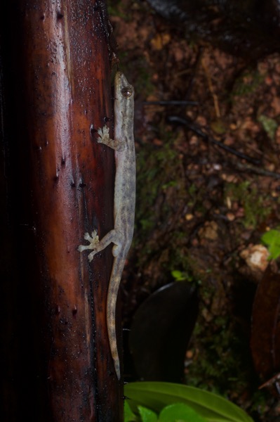 undescribed species (Hemiphyllodactylus cf. titiwangsaensis)