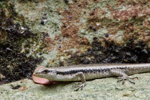 Mangrove Skink (Emoia atrocostata atrocostata)