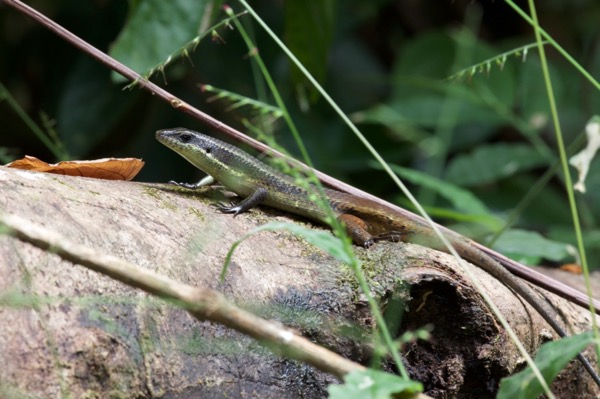 Brown Mabuya (Eutropis rudis)