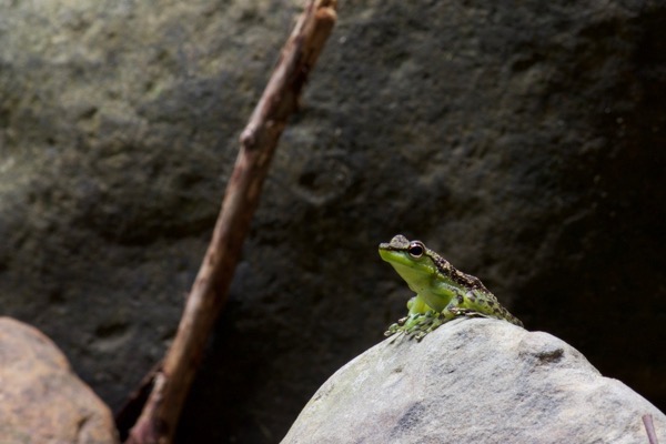 Black-spotted Rock Skipper (Staurois guttatus)