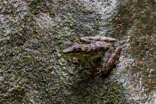 Black-spotted Rock Skipper (Staurois guttatus)