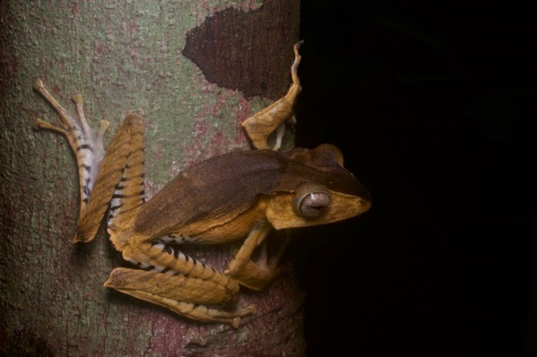 File-eared Treefrog (Polypedates otilophus)