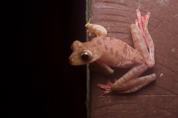 Harlequin Flying Frog (Rhacophorus pardalis)