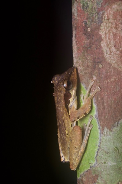 Dark-eared Treefrog (Polypedates macrotis)